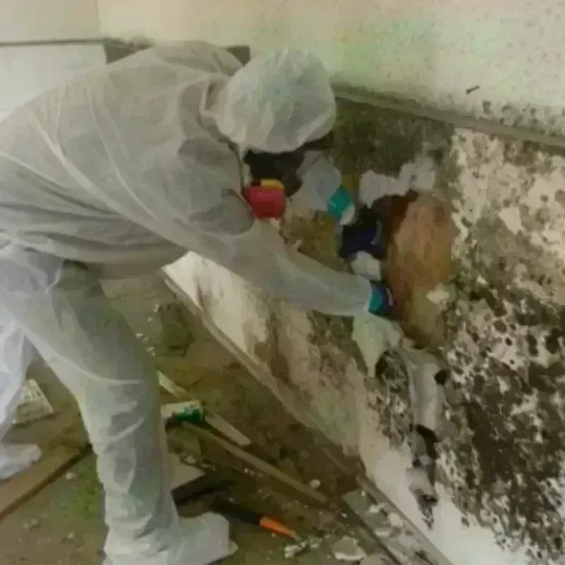 Mold Remediation and Removal in James City, NC